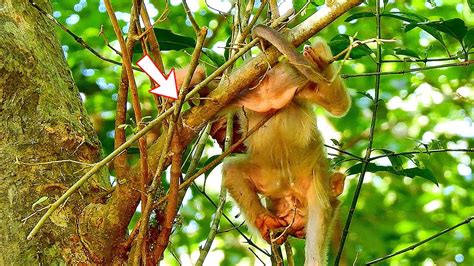 Lovely During Mom Libby Eating Coconut Plant Bb Rainbow L Ove To Play Alone On The Tree Youtube