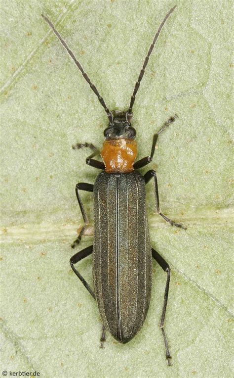 Photo Overview Oedemeridae False Blister Beetles Of Germany Kerbtierde