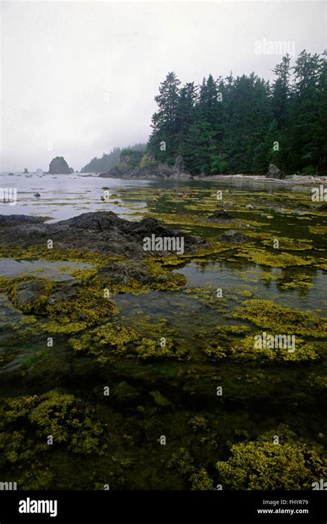 Tidepools Small Rocky Islands Near Sand Point Olympic National Park Hi