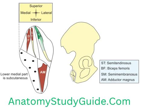 Muscles of the Gluteal Region - Anatomy Study Guide