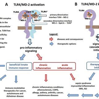 Lps Induced Tlr Complex Dimerization A Schematic Representation Of