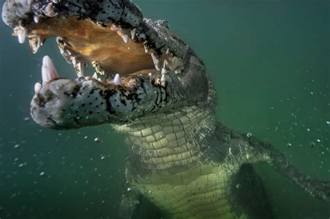 Newly Discovered African Crocodile Species Found Hiding In Plain Sight