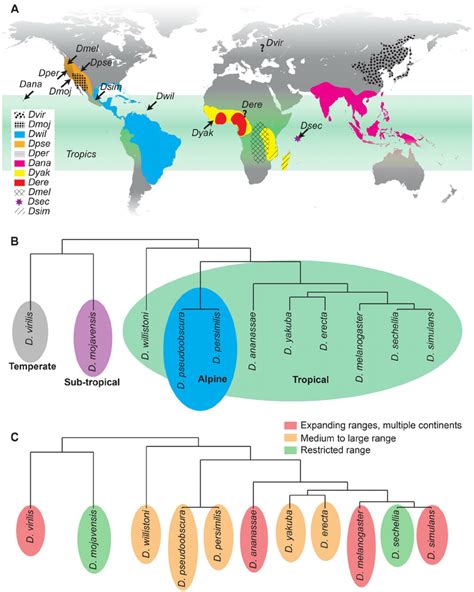 Geographic And Climatic Origin And Phylogeny Of Analyzed Drosophila