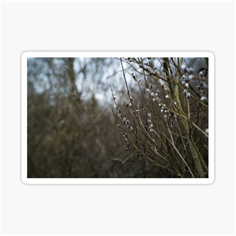 Pussy Willow In Spring Sticker For Sale By XP42 Redbubble