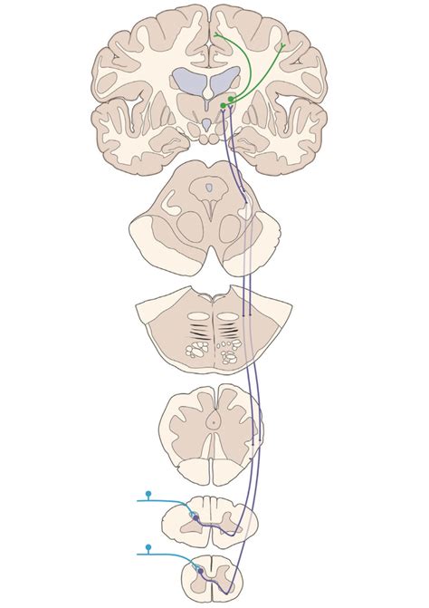 Spinothalamic Tract Diagram Quizlet