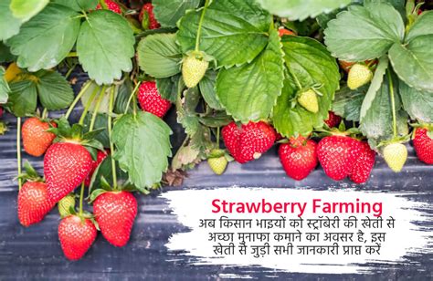 Pest Control For Strawberry Cultivation Khetivyapar