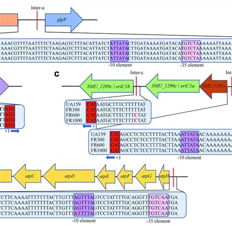 Organization Of Gene Clusters Of S Mutans And Their Relation To Download Scientific Diagram