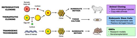 Clones Ib Biology Genetics