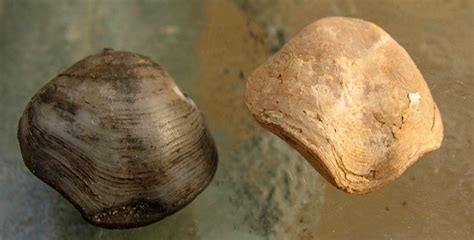 Louisville Fossils and Beyond: Athyris Brachiopod