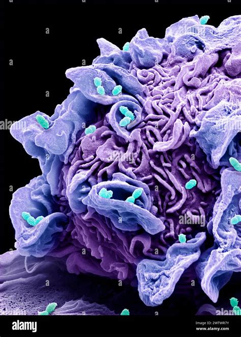 Macrophage Engulfing Streptococcus Bacteria Coloured Composition