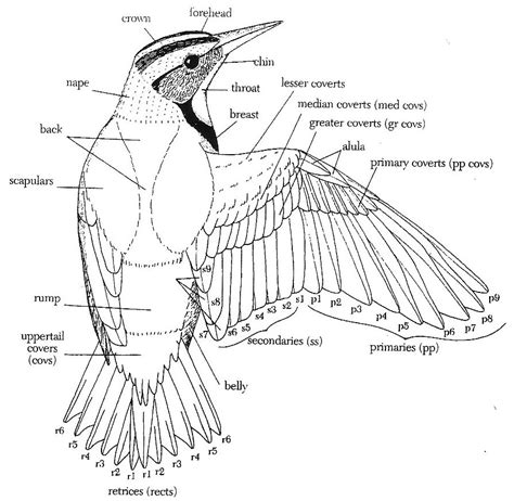 Diagram Of The Internal Structure Of A Bird Anatomy Internal