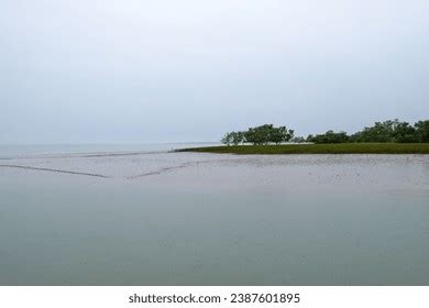 Sundarbans Delta Royalty-Free Images, Stock Photos & Pictures | Shutterstock