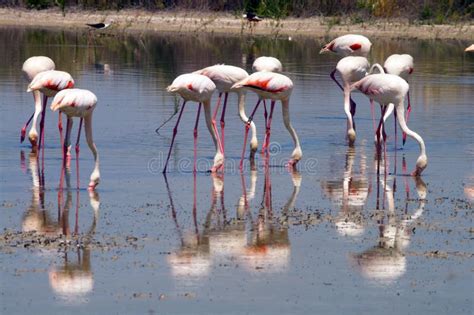 Flamingos Eating In Harmony Stock Photo Image Of Food Couple 5241102