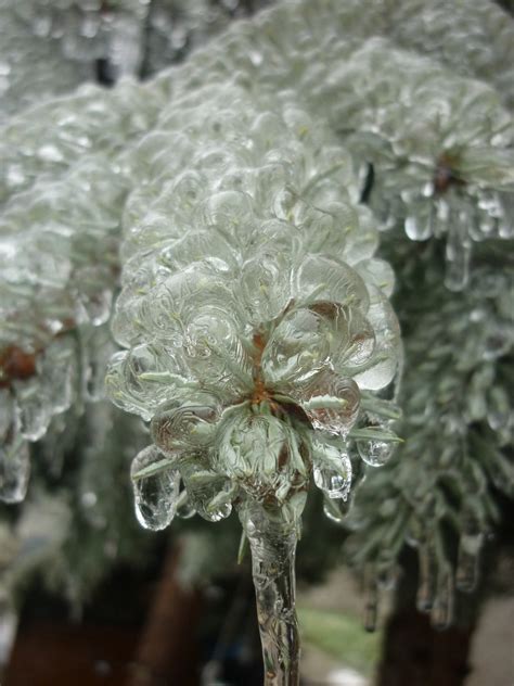 Bildet Tre Natur Gren Vinter Anlegg Blad Blomst Frost Is