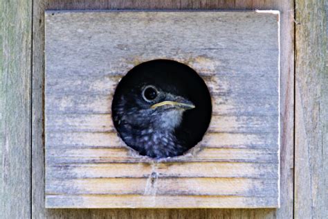 A Sneak Peek At The New Generation Eastern Bluebird Chicks