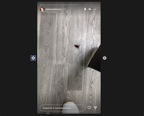 Mariana Rodríguez se vuelve tendencia por liberar a una cucaracha