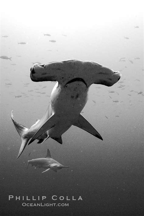 Scalloped Hammerhead Shark Sphyrna Lewini Wolf Island Galapagos