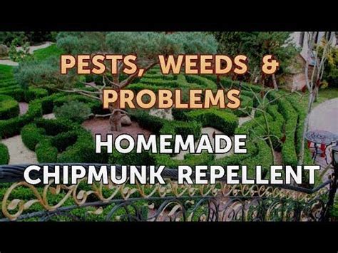 Homemade Chipmunk Repellent YouTube