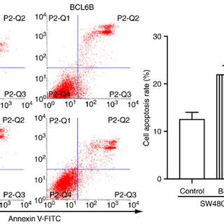 Bcl B Induces Apoptosis In Crc Cell Lines Sw And Lovo Cells Were