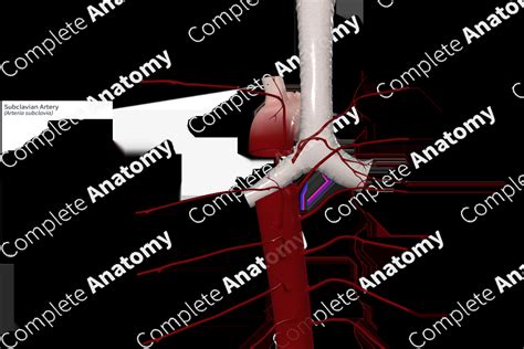 Subclavian Artery | Complete Anatomy