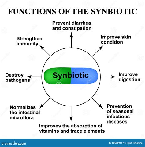 Funciones Del Synbiotic Probi Tico Prebiotic Dysbacteriosis Infograf A