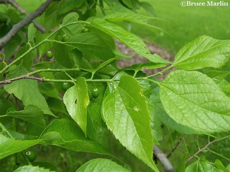 Hackberry - Celtis occidentalis - North American Insects & Spiders