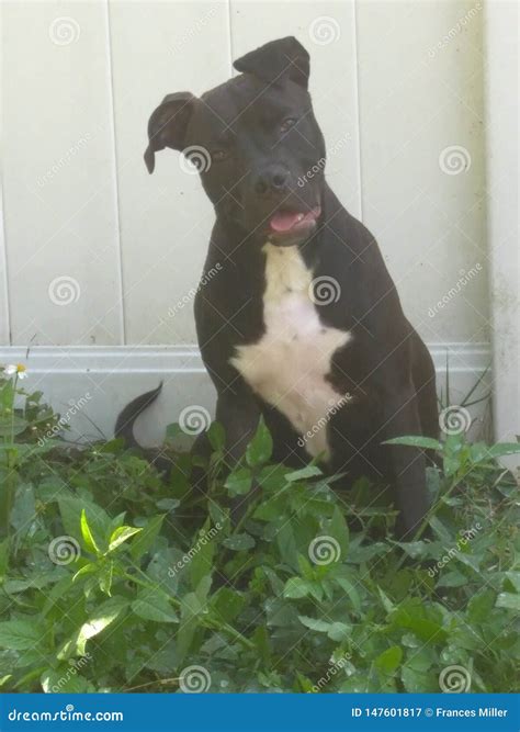 Silly goofy girl puppy dog stock image. Image of silly - 147601817