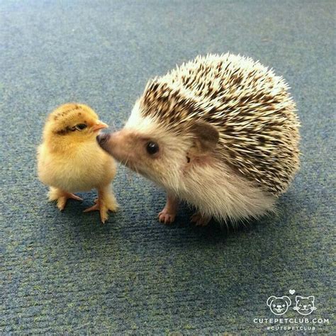 Hedgehog Cute Baby Animals