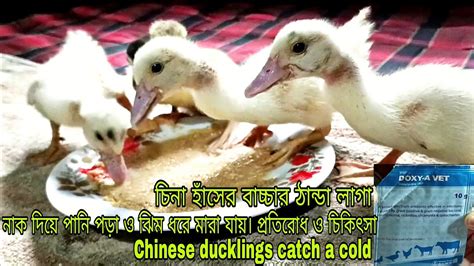 চিনা হাঁসের বাচ্চার ঠান্ডা লাগা Chinese Ducklings Catch A Cold Doxy A Vet Youtube