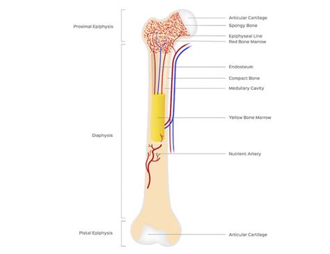 Knochengewebe Aufbau Funktion Krankheiten Medlexi De