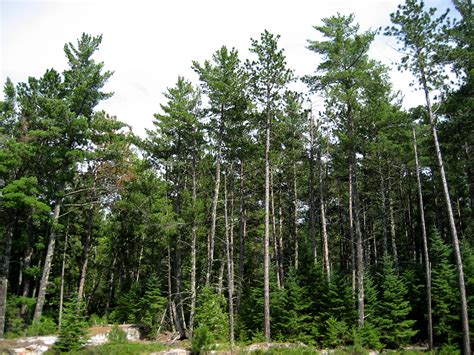 Wildland Fire In Red Pine And White Pine Us National Park Service