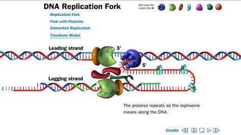 Genmol Animações de replicação de DNA