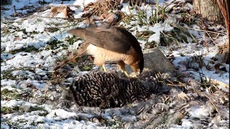 Cooper S Hawk Eating My Chicken Youtube