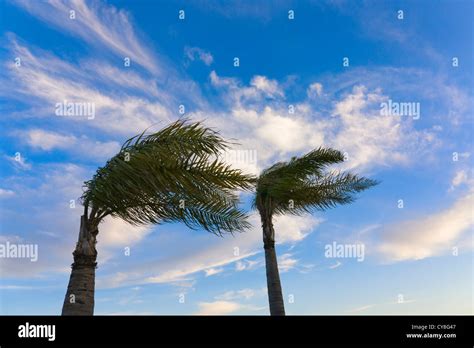 Wind Blowing Palm Trees Fes Morocco Stock Photo Alamy