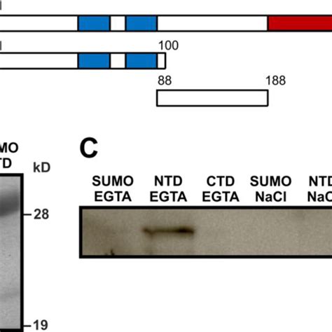 Affinity Pull Down Assay Of PI4KIII From Bovine Brain Cytosol Fraction