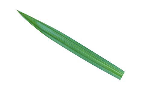 Vert Pandan Feuilles Sont Parfumé 20943628 Png