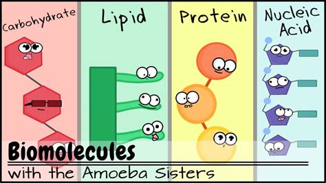 Biomolecules Are The Macromolecules At Anthony Hackler Blog