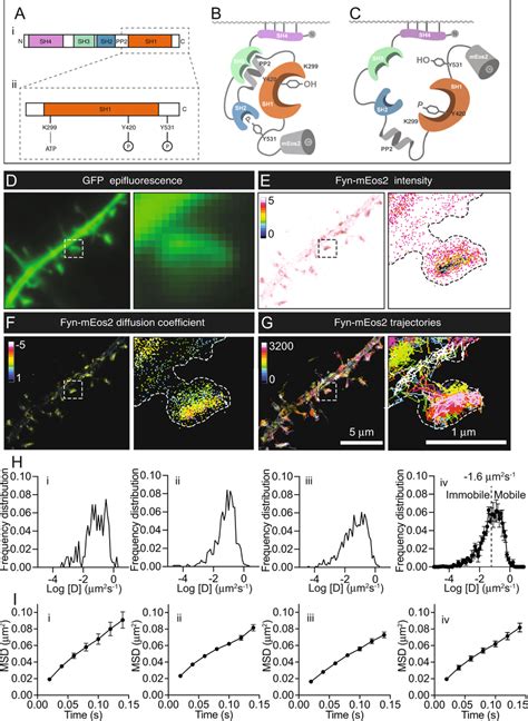 Single Molecule Tracking Photoactivated Localisation Microscopy