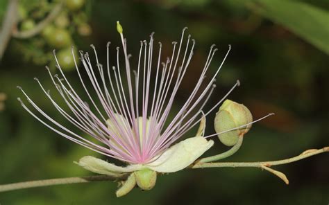 Capparis Zeylanica L Plants Of The World Online Kew Science