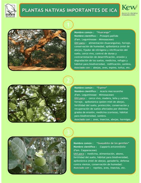 Plantas Nativas Importantes De Ica