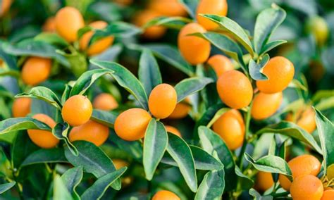 Kumquat Tree Care: How To Grow Kumquats Epic Gardening, 57% OFF