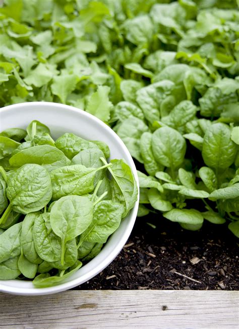 5 Easy Steps to Plant Spinach from Seed • Gardenary