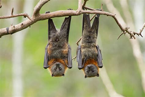 Giant Flying Fox Bat Baby