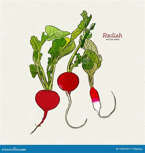 Radish Hand Drawn Vector Illustration Set Isolated Vegetable Engraved