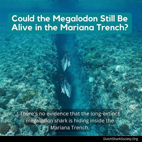 15 Interesting Facts About The Mariana Trench Dutch Shark Society