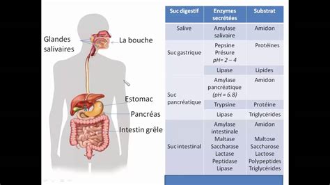 Exercices Sur Le Système Digestif