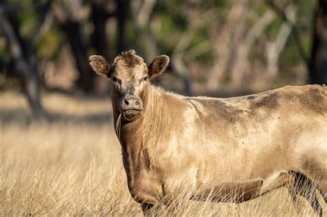 Uma Vaca Em Um Campo De Grama Alta Foto Premium