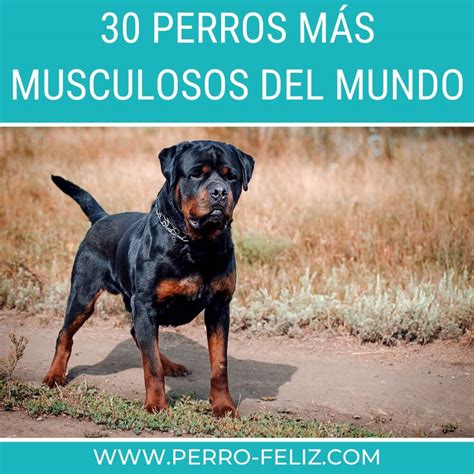 30 Perros Más Musculosos Del Mundo Con Imágenes [2024] Perro Feliz