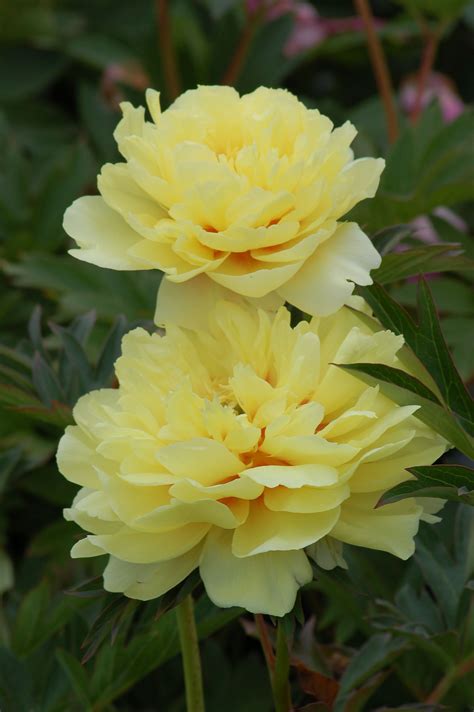 Peony A Long Lived Garden Classic Yellow Peonies Beautiful Flowers