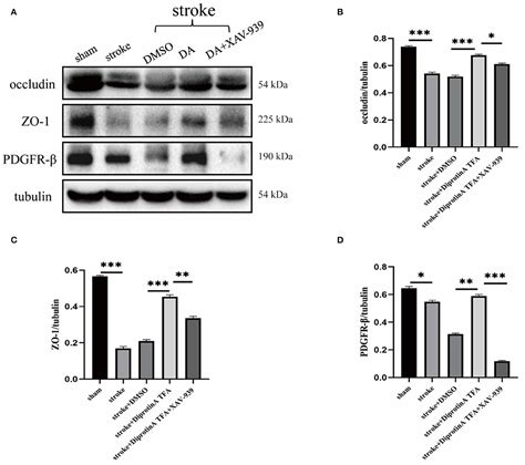 Frontiers Diprotin A Tfa Exerts Neurovascular Protection In Ischemic